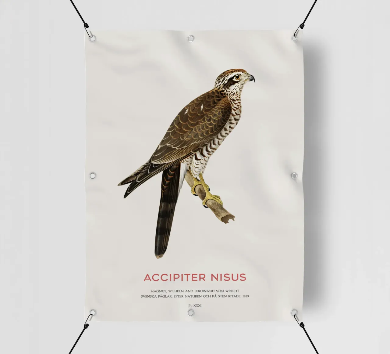 Eurasian sparrowhawk or Accipiter nisus pvc cover by Vintagrafica