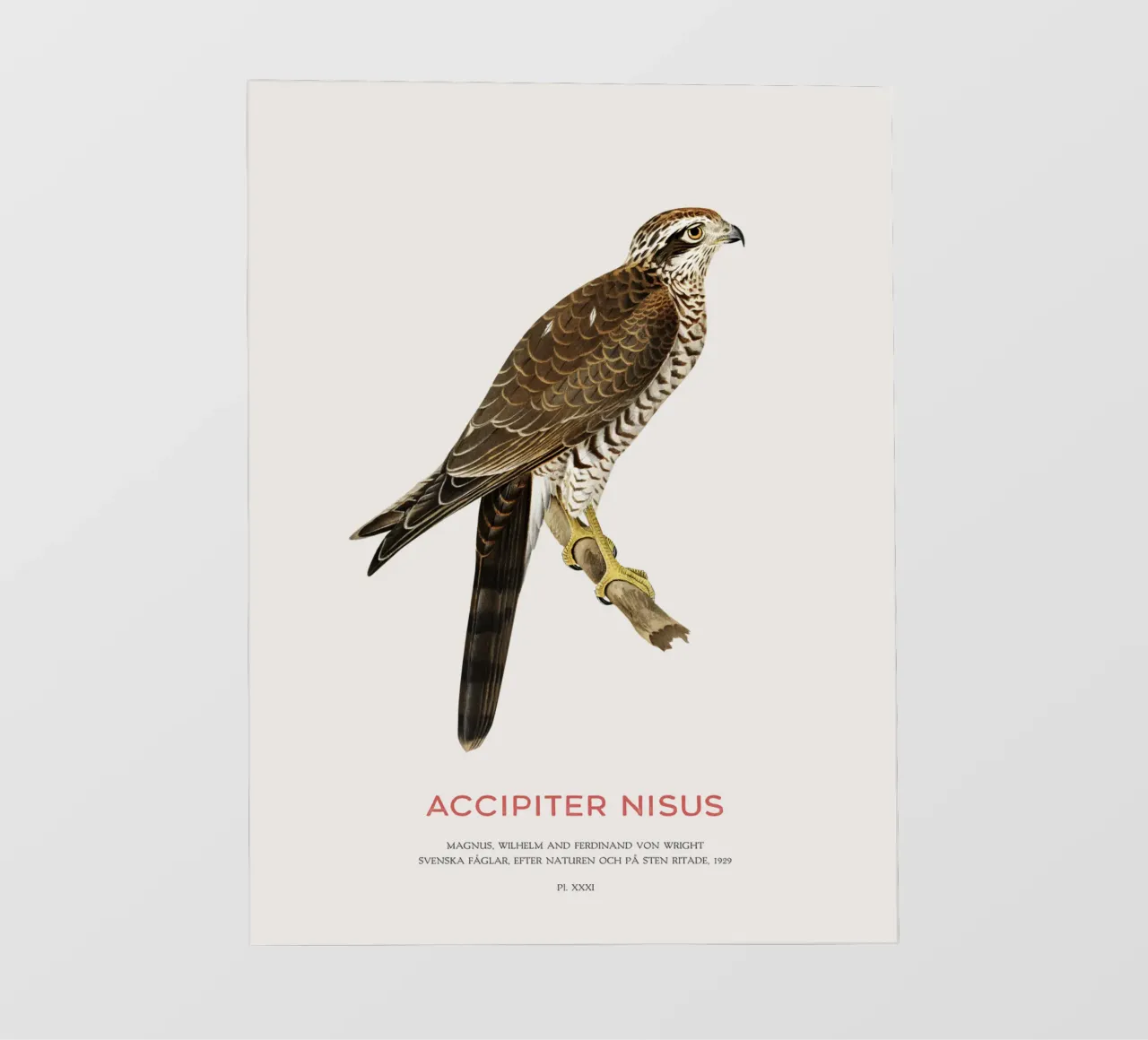 Eurasian sparrowhawk or Accipiter nisus pvc cover by Vintagrafica