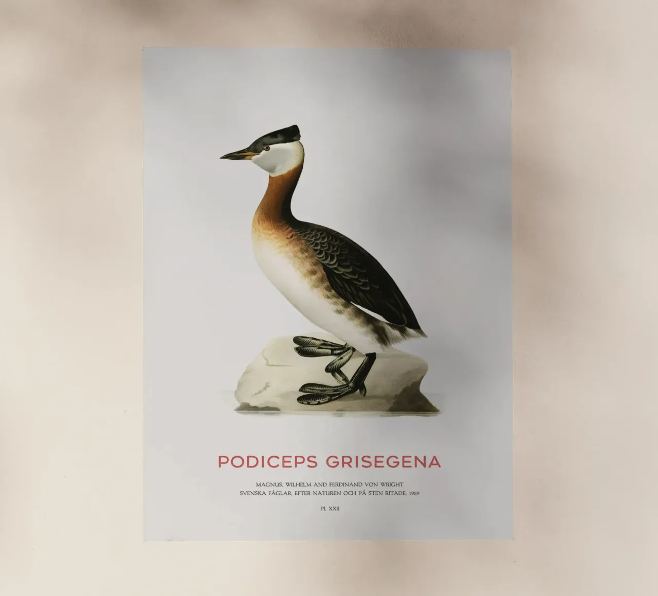 Svasso maggiore o Podiceps grisegena pellicola backlit da Vintagrafica