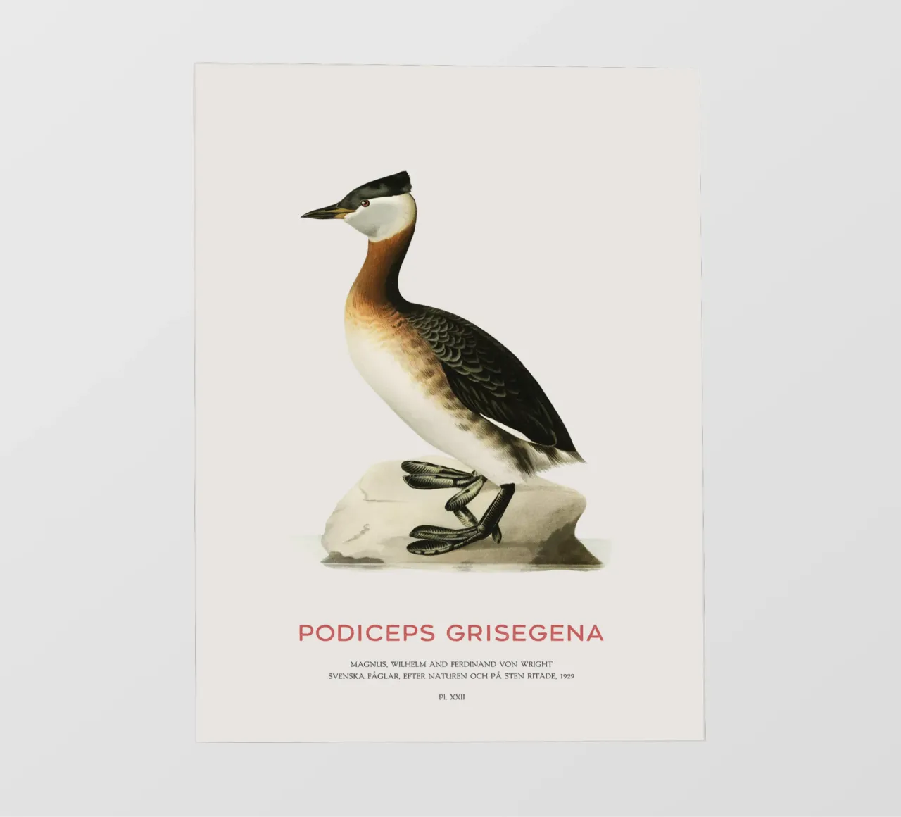 Svasso maggiore o Podiceps grisegena pellicola backlit da Vintagrafica
