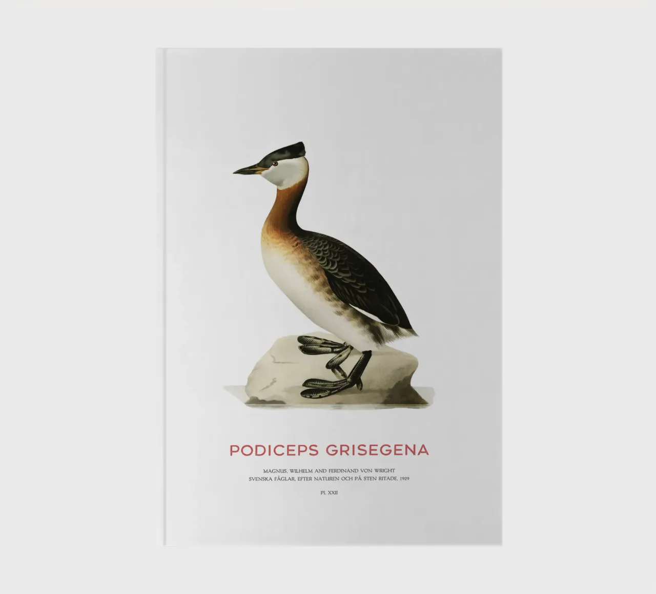 Red-necked grebe or Podiceps grisegena notebook by Vintagrafica
