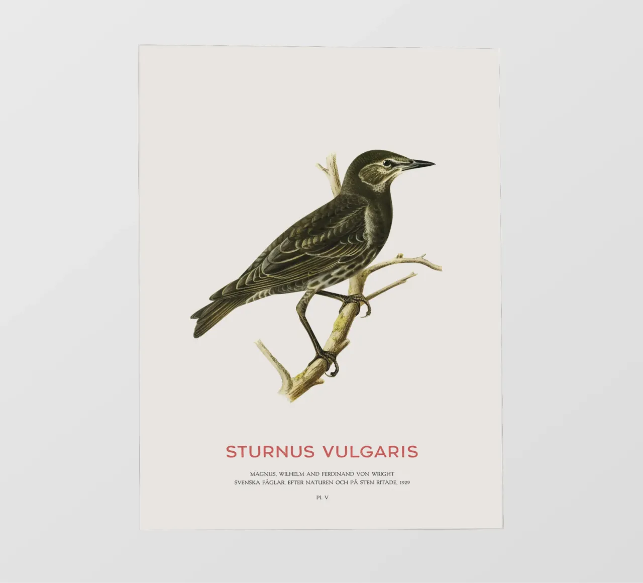 European starling or Sturnus vulgaris backlit film by Vintagrafica