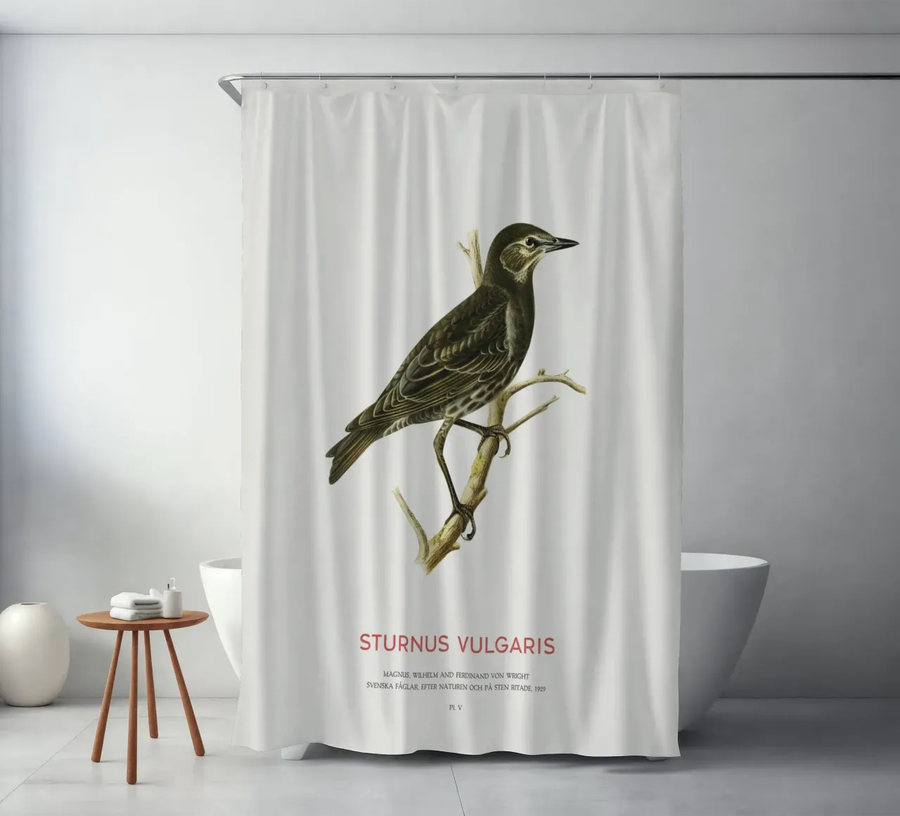 Estornino pinto o Sturnus vulgaris cortina de baño de Vintagrafica