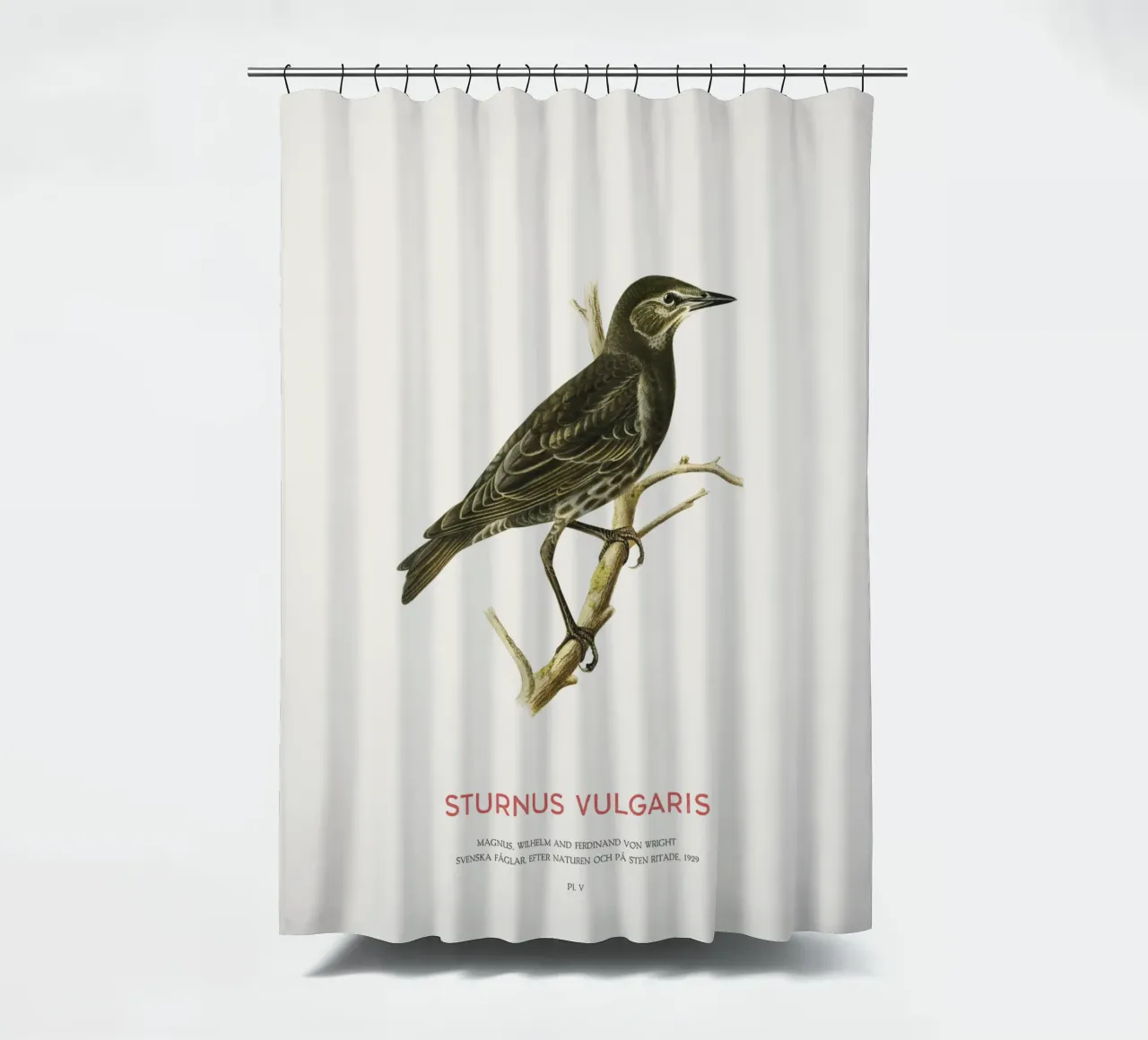 Estornino pinto o Sturnus vulgaris cortina de baño de Vintagrafica