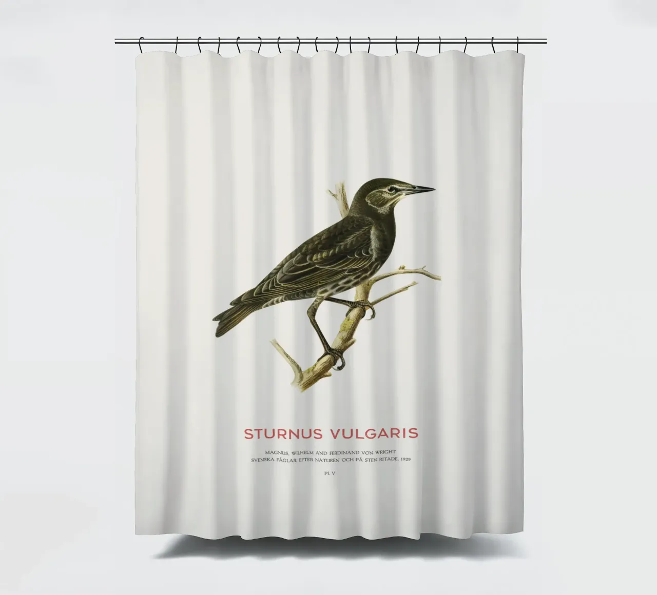 Estornino pinto o Sturnus vulgaris cortina de baño de Vintagrafica