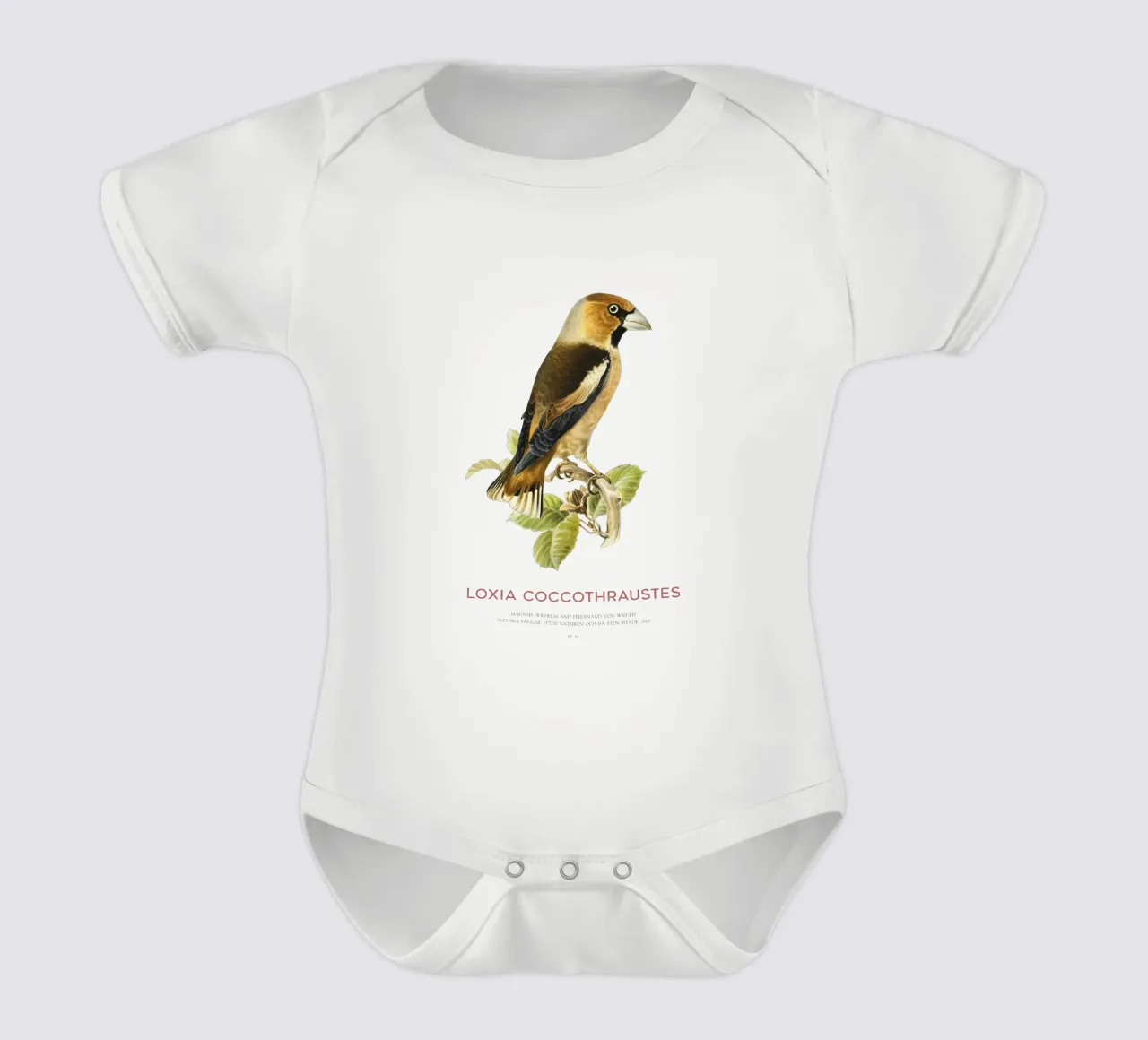 Kernbeißer oder Loxia coccothraustes Kurzarm Babybody von Vintagrafica