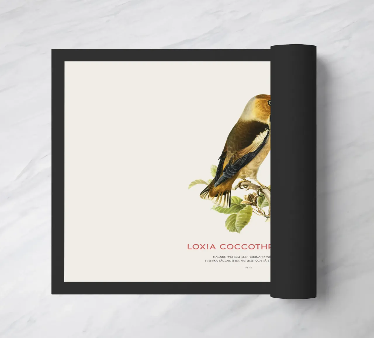 Frosone o Loxia coccothraustes zerbino da Vintagrafica