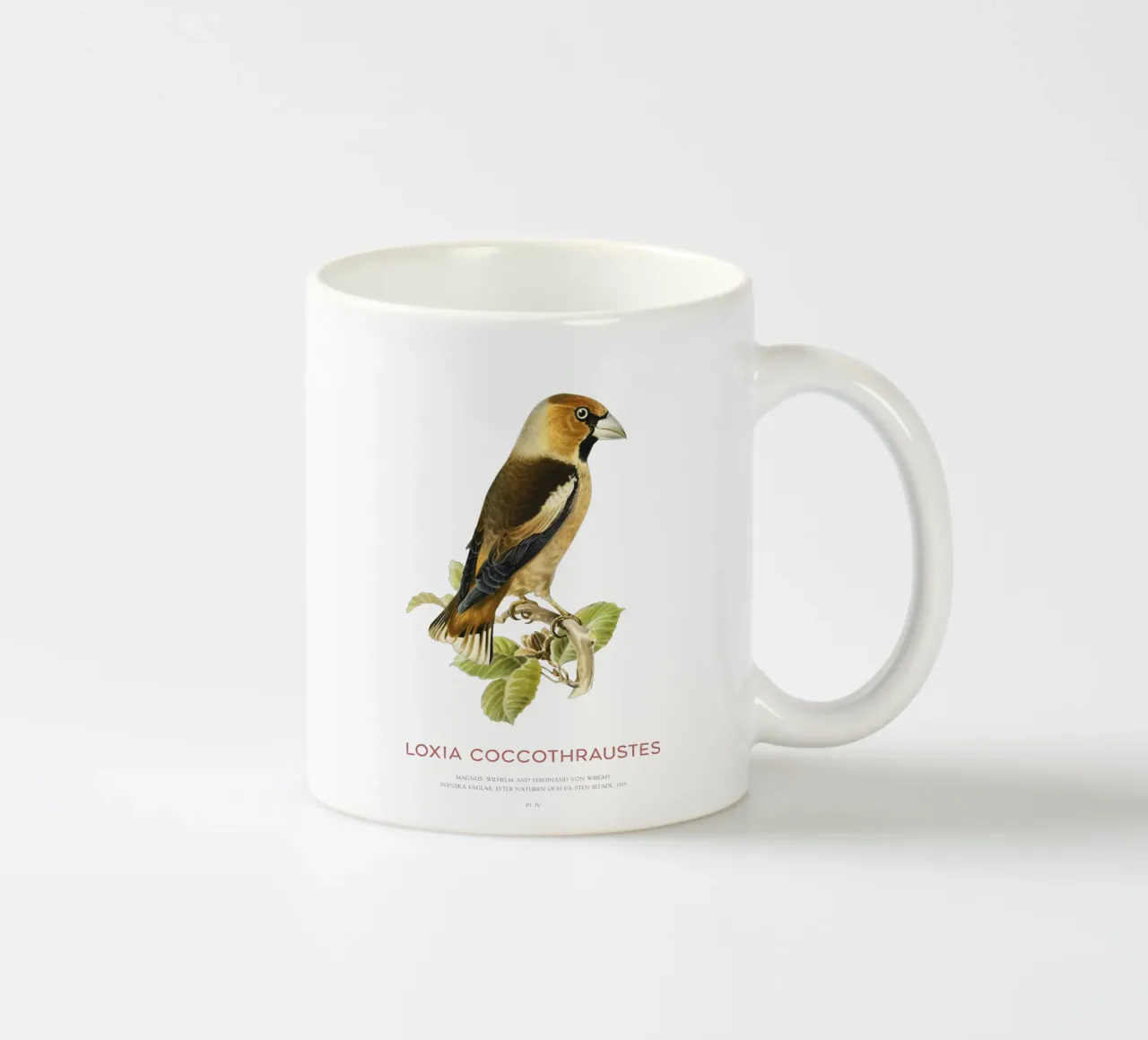 Frosone o Loxia coccothraustes tazza in ceramica da Vintagrafica