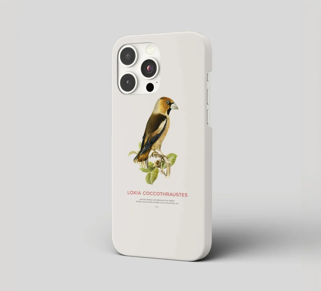 Kernbeißer oder Loxia coccothraustes iPhone Hülle von Vintagrafica