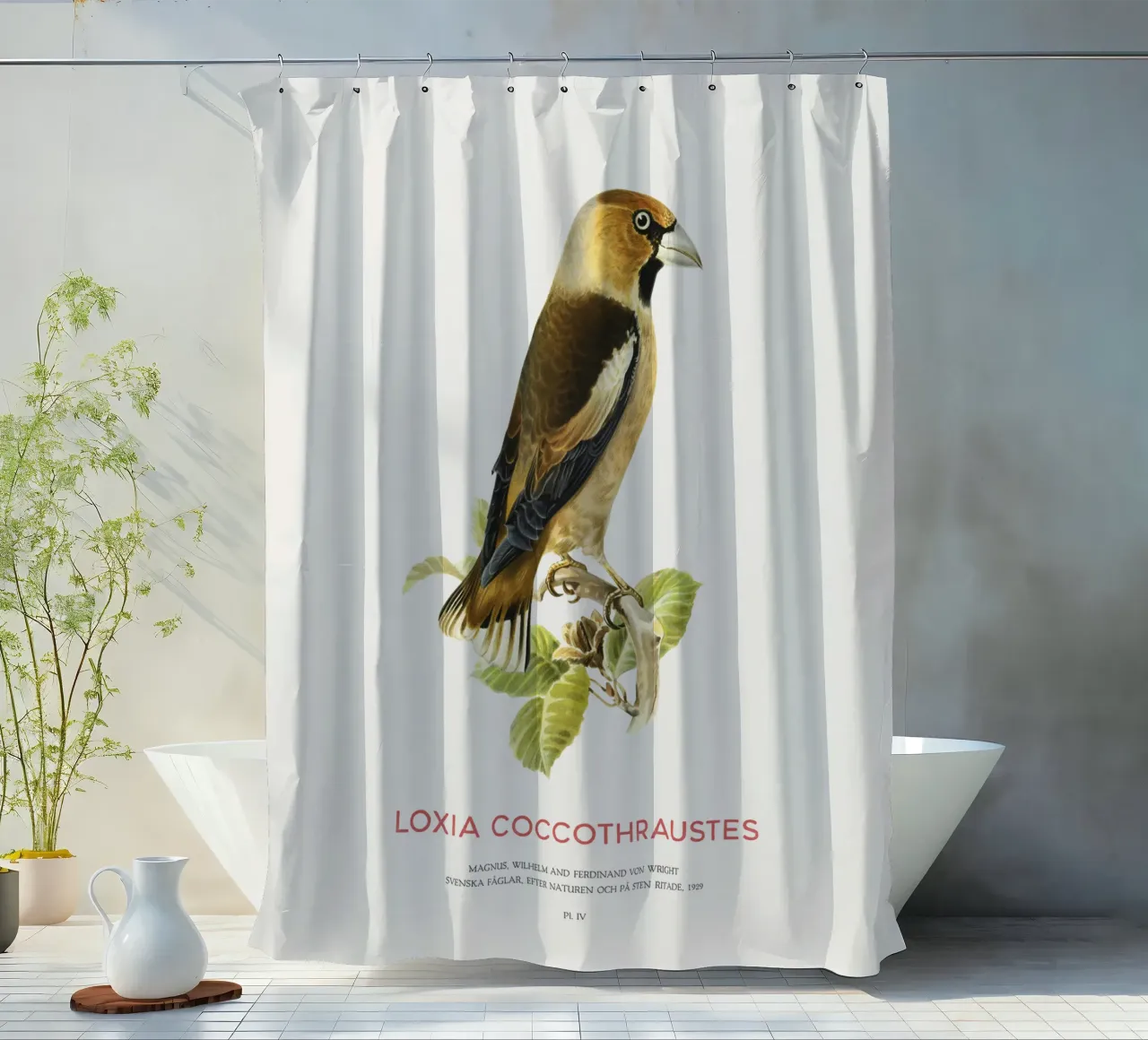 Kernbeißer oder Loxia coccothraustes Duschvorhang von Vintagrafica