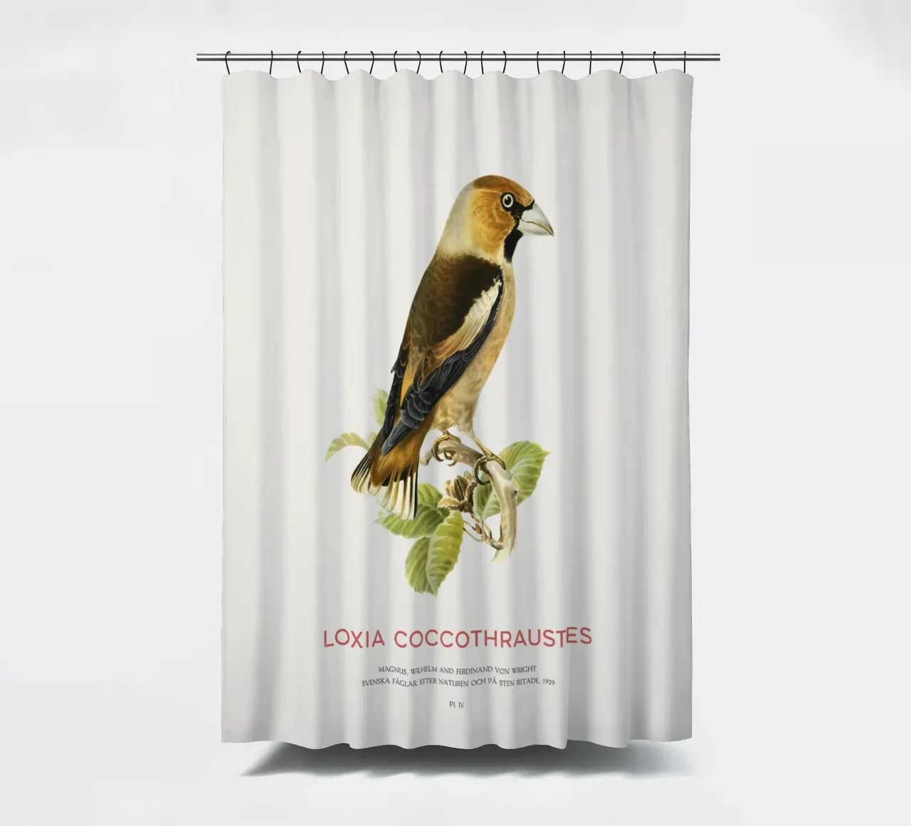 Kernbeißer oder Loxia coccothraustes Duschvorhang von Vintagrafica