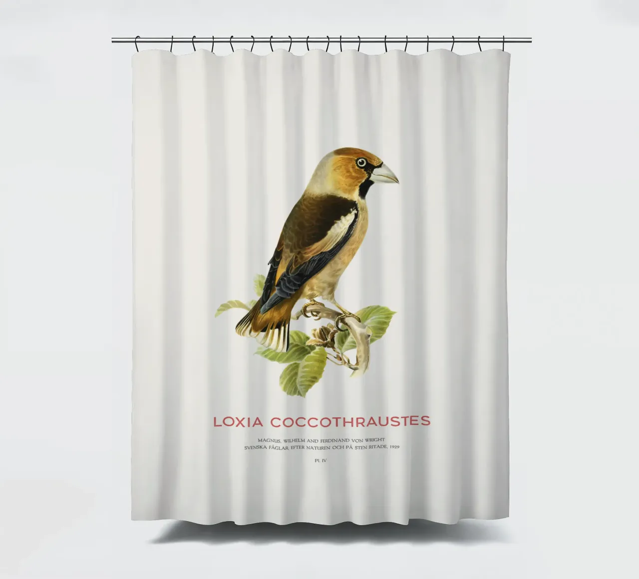 Kernbeißer oder Loxia coccothraustes Duschvorhang von Vintagrafica