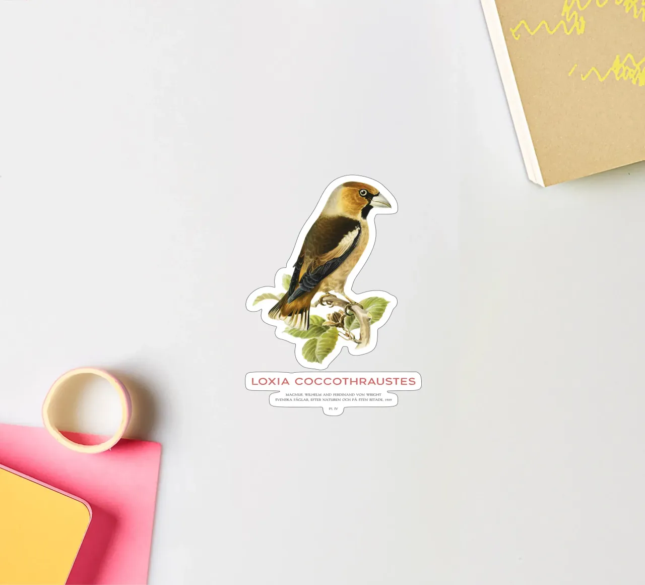 Kernbeißer oder Loxia coccothraustes Sticker von Vintagrafica