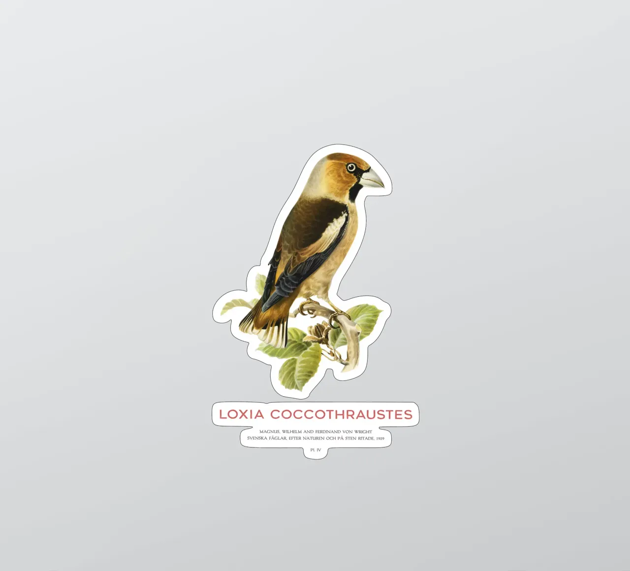 Kernbeißer oder Loxia coccothraustes Sticker von Vintagrafica