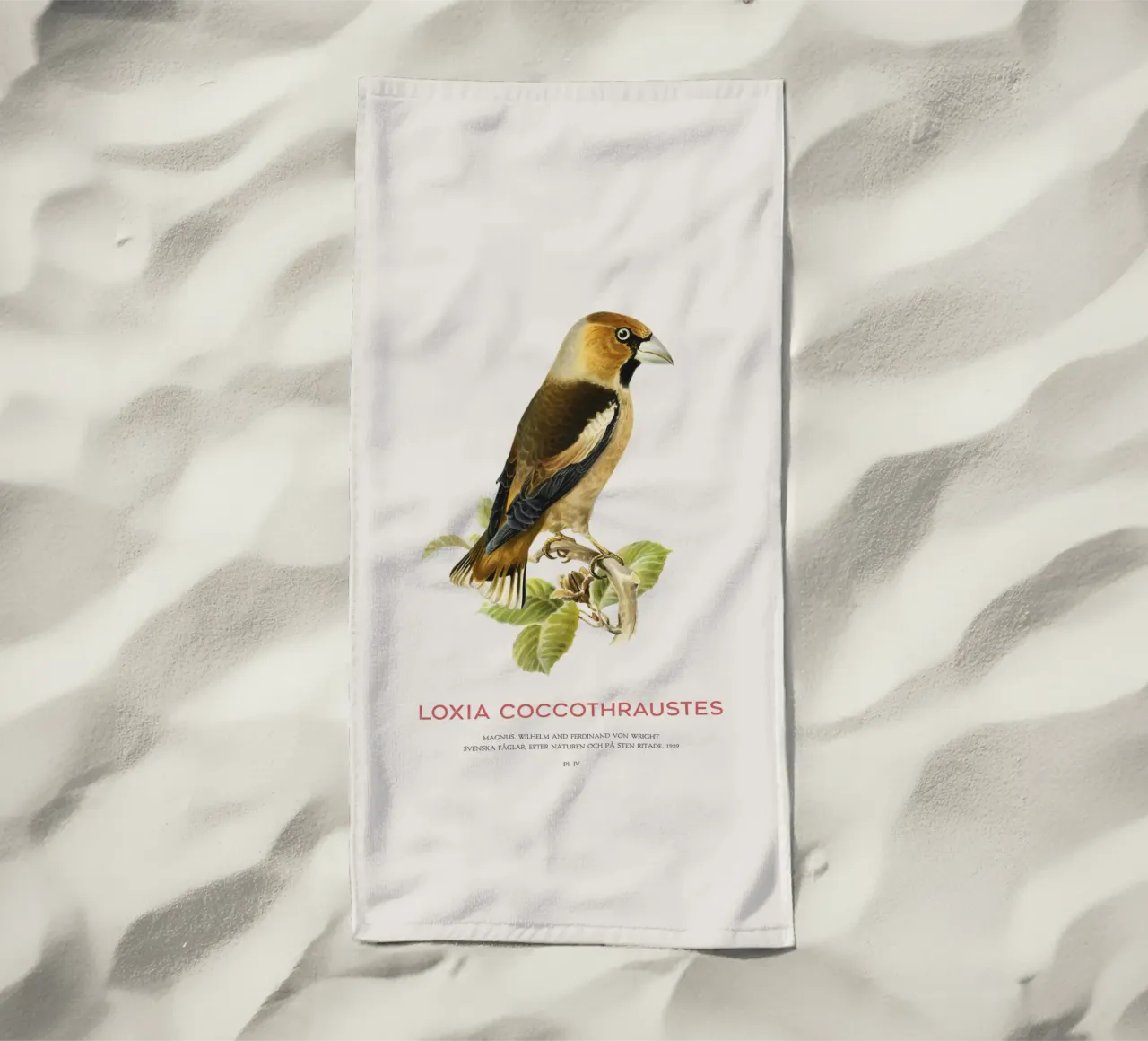 Kernbeißer oder Loxia coccothraustes Strandtuch von Vintagrafica