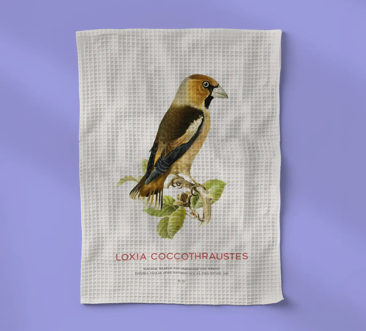 Kernbeißer oder Loxia coccothraustes Geschirrtuch von Vintagrafica