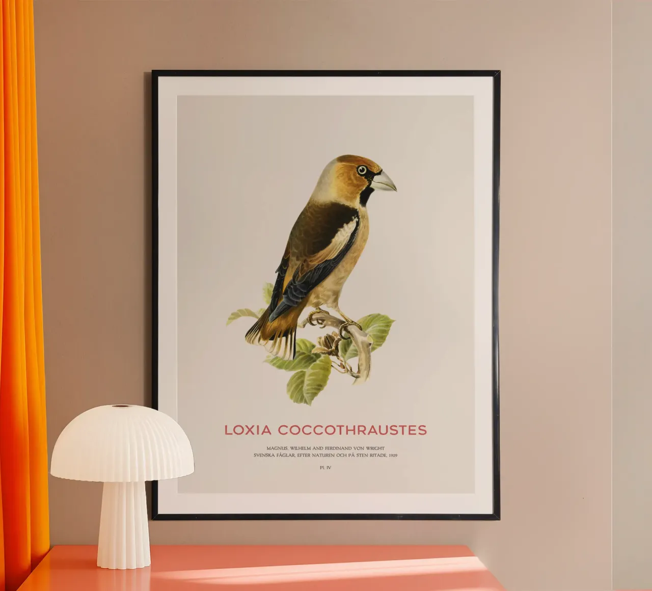 Kernbeißer oder Loxia coccothraustes Hahnemühle von Vintagrafica