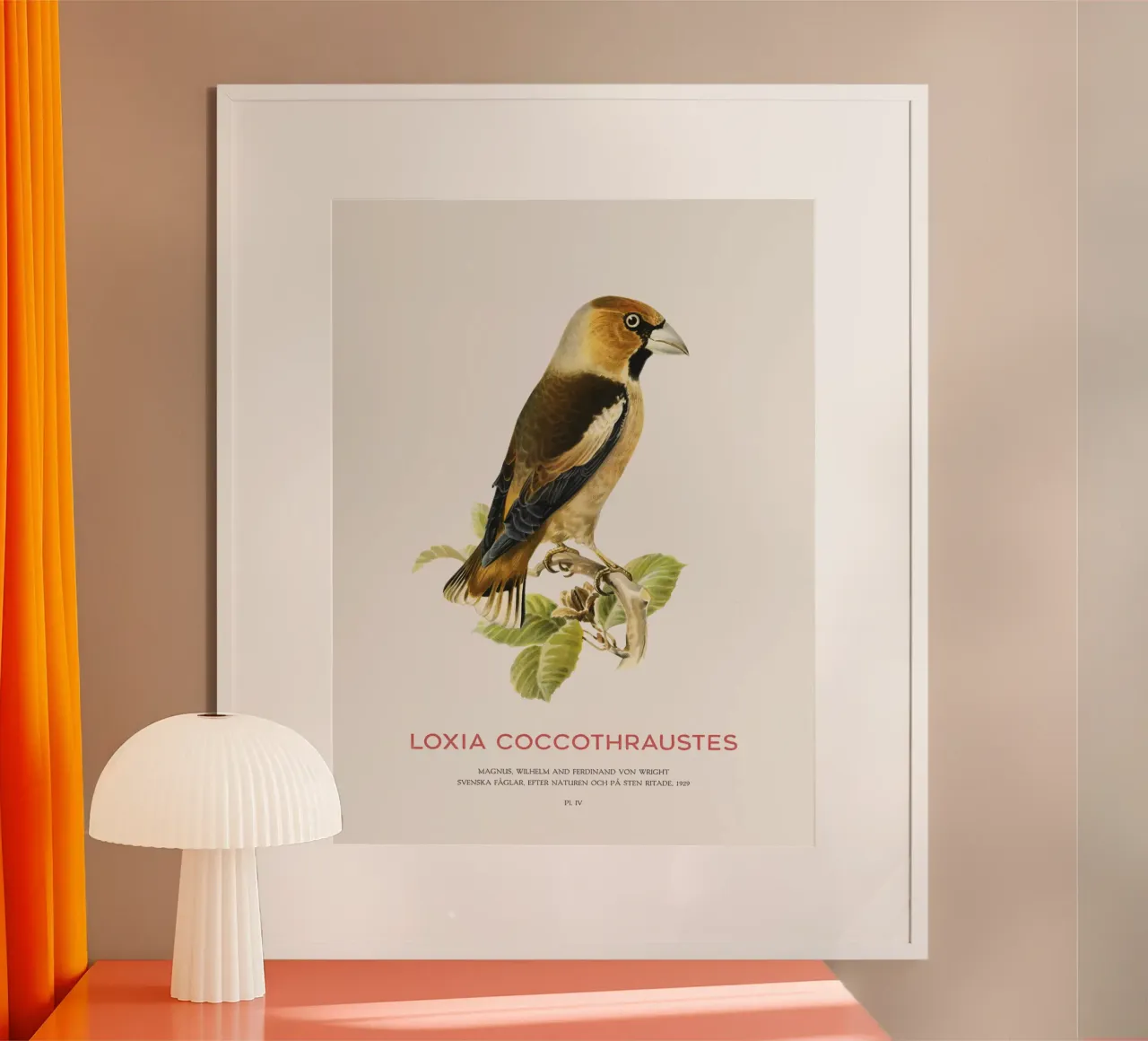 Kernbeißer oder Loxia coccothraustes Hahnemühle von Vintagrafica