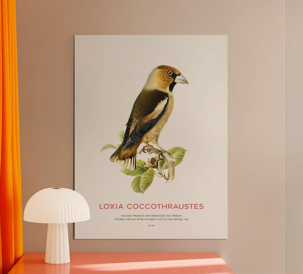 Kernbeißer oder Loxia coccothraustes Hahnemühle von Vintagrafica