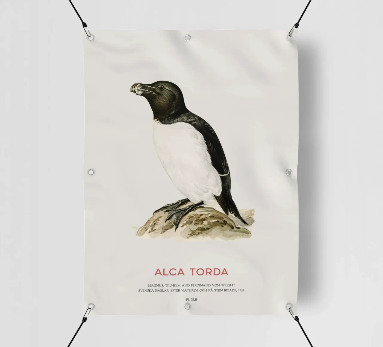 Tordalk oder Alca torda PVC Plane von Vintagrafica