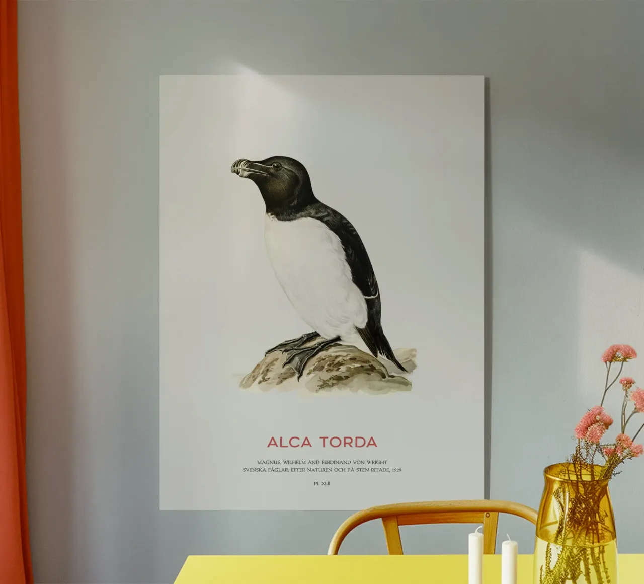Tordalk oder Alca torda Acryl-Glas von Vintagrafica