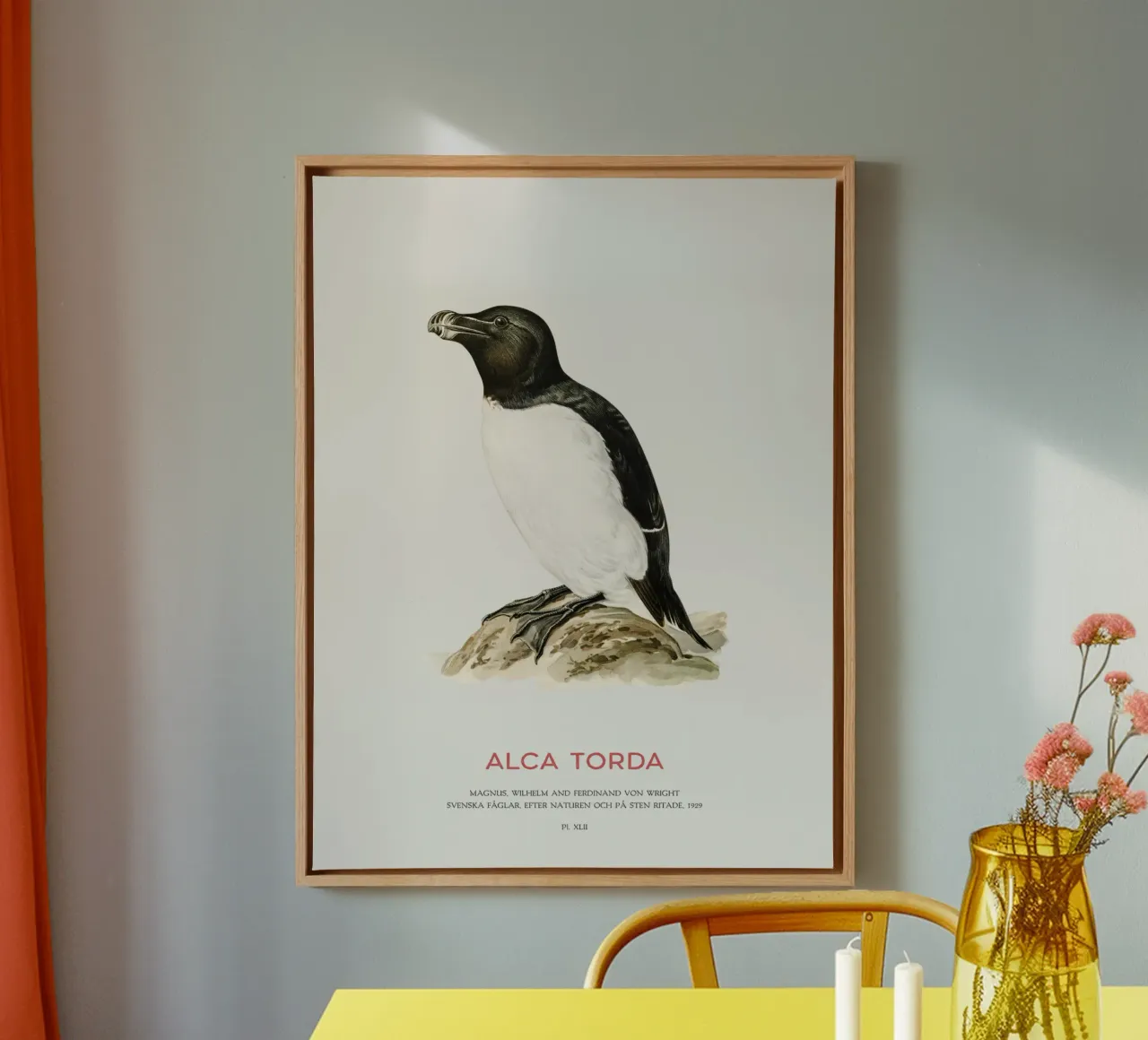 Tordalk oder Alca torda Leinwand von Vintagrafica