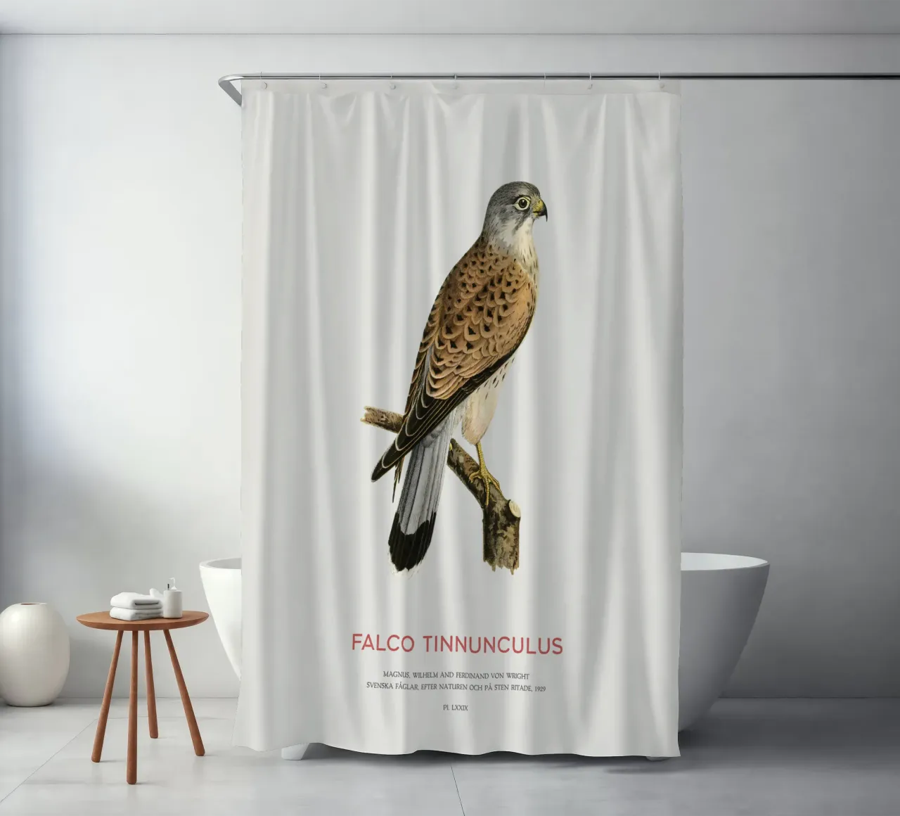Turmfalke oder Falco tinnunculus Duschvorhang von Vintagrafica