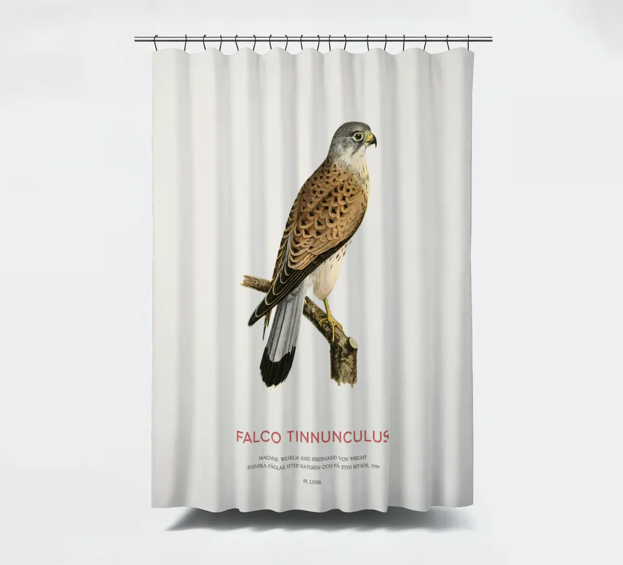 Turmfalke oder Falco tinnunculus Duschvorhang von Vintagrafica