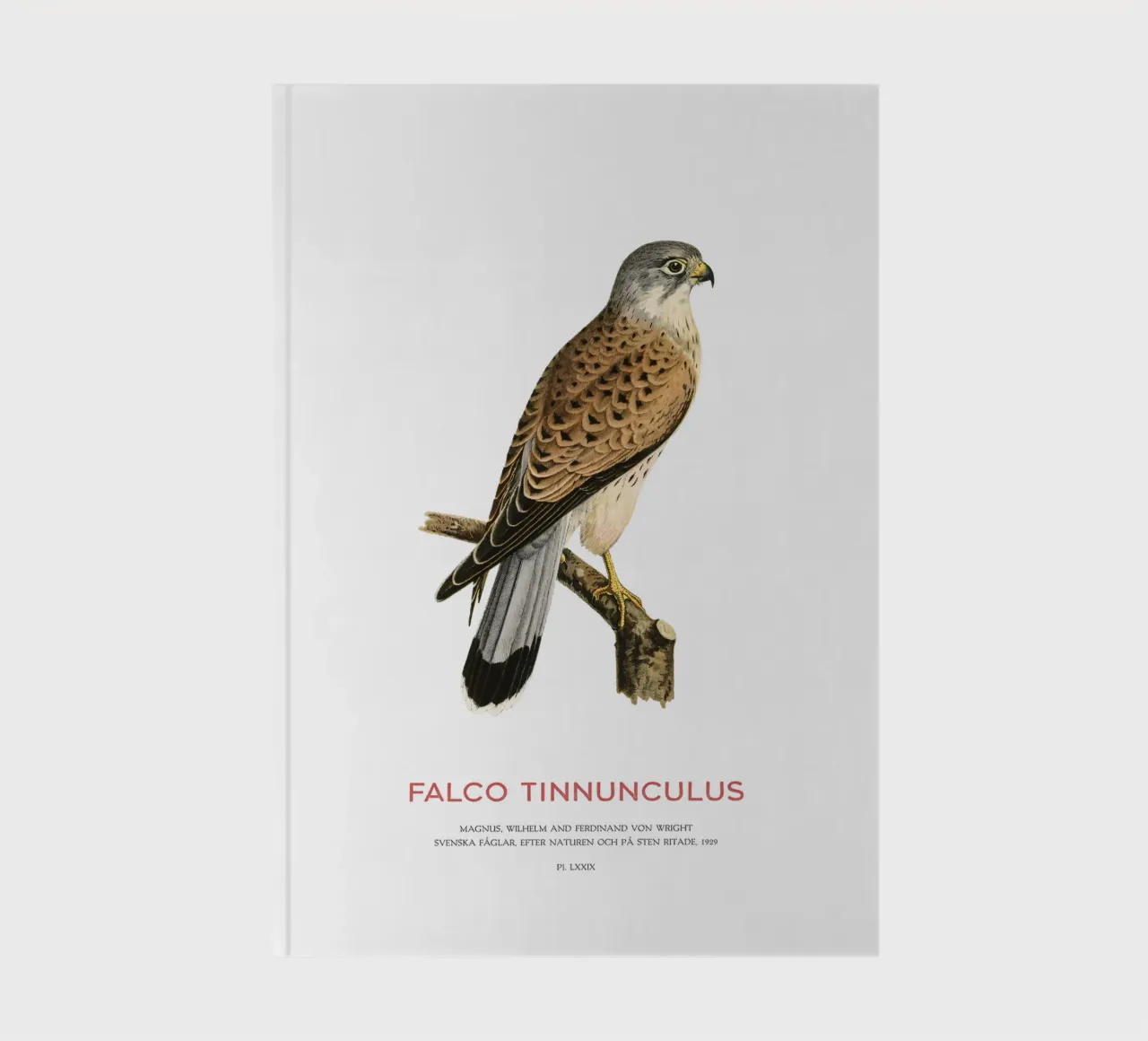 European kestrel or Falco tinnunculus notebook by Vintagrafica