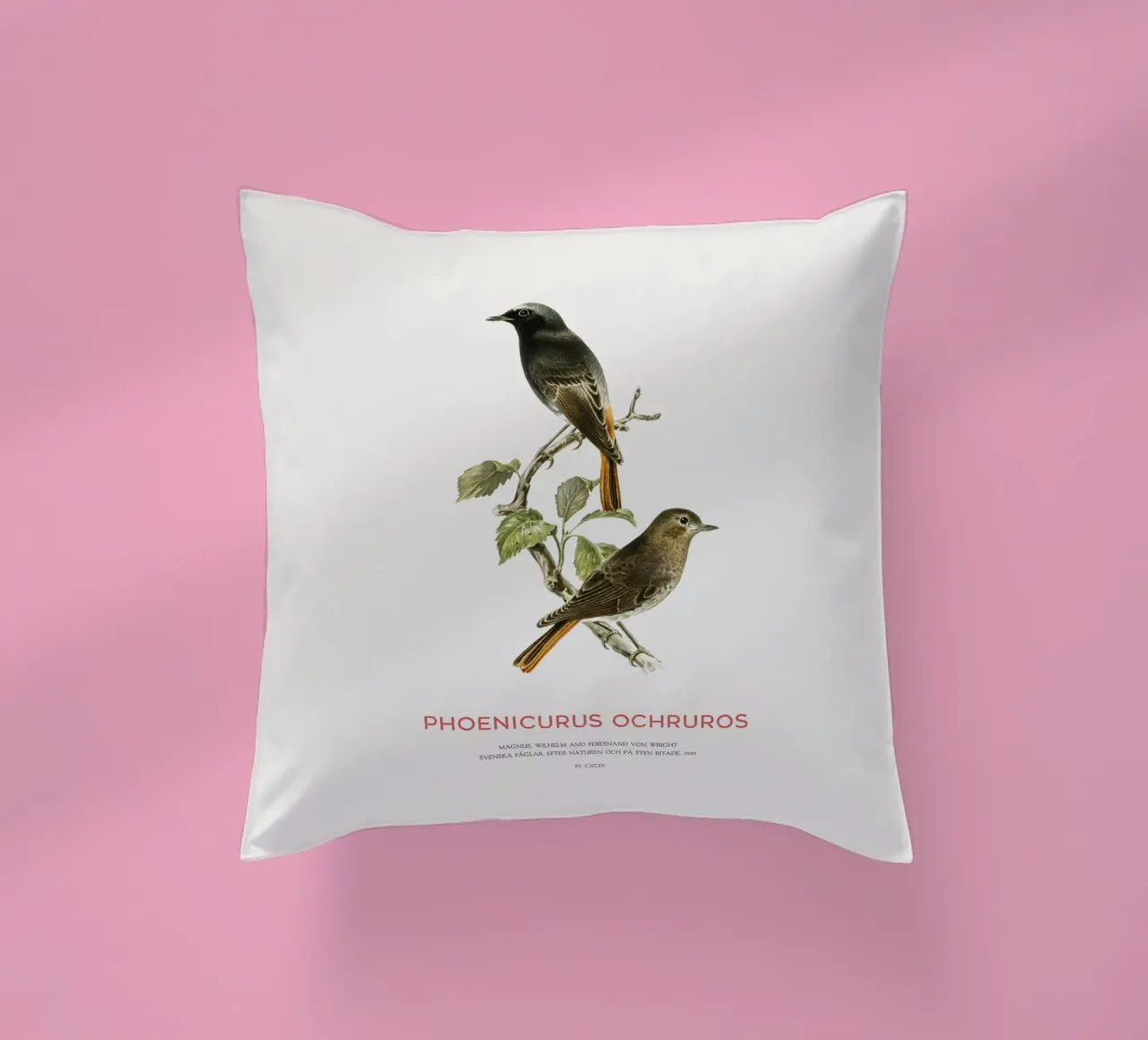 Codirosso nero o Phoenicurus ochruros cuscino da Vintagrafica