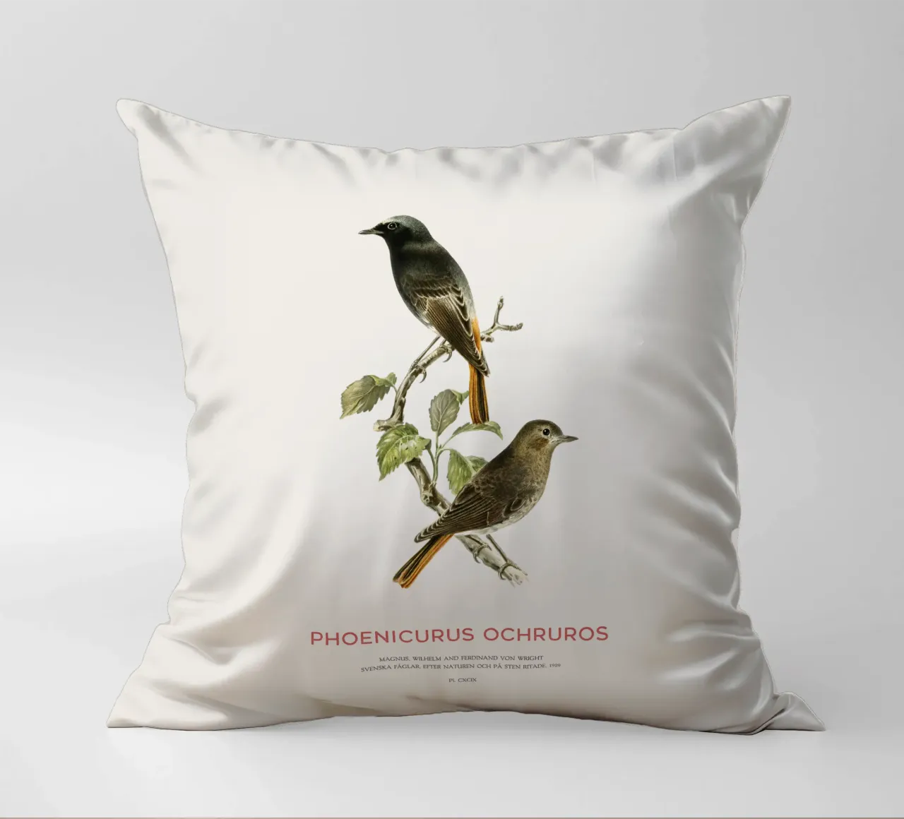 Codirosso nero o Phoenicurus ochruros cuscino da Vintagrafica
