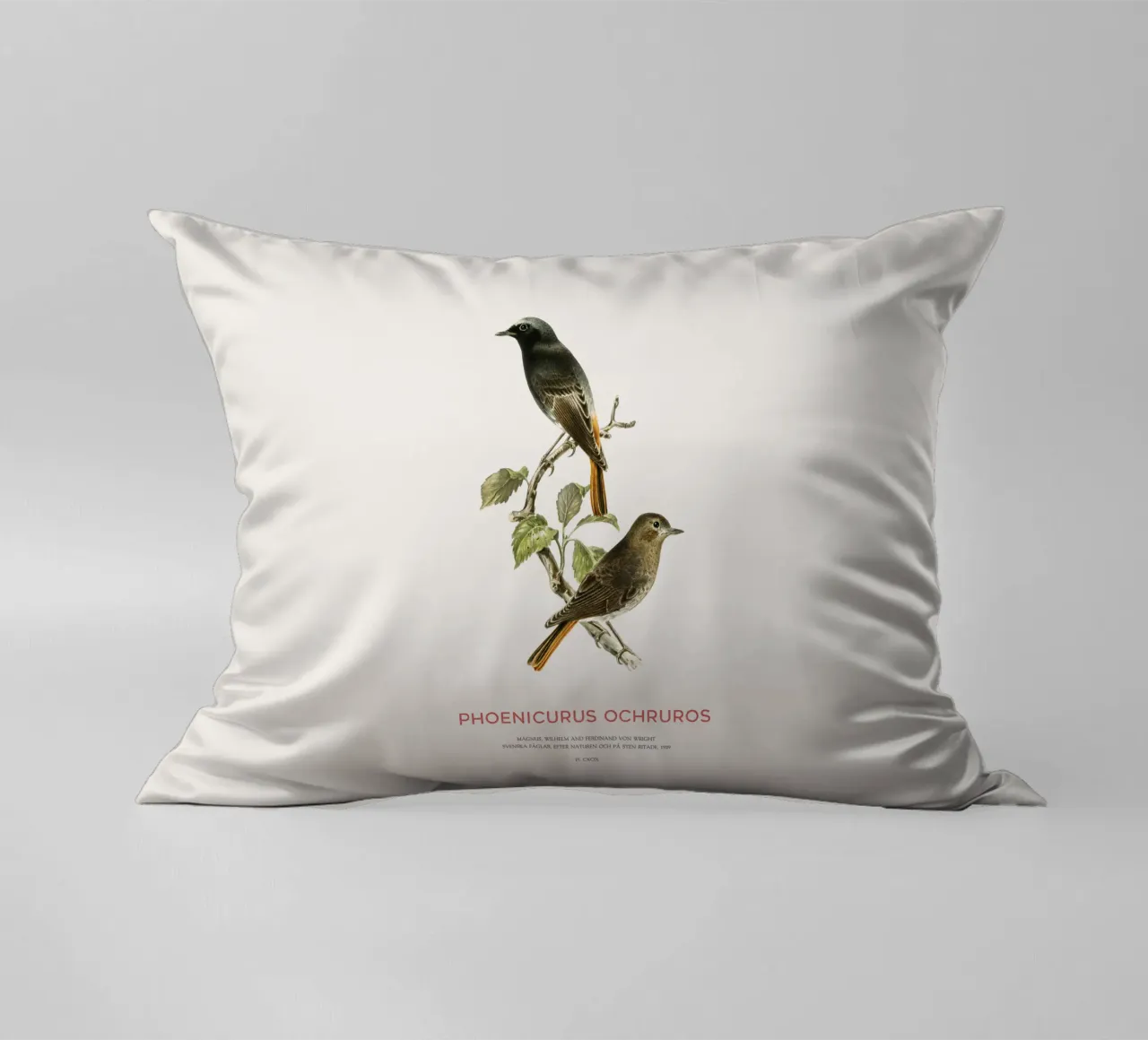 Codirosso nero o Phoenicurus ochruros cuscino da Vintagrafica