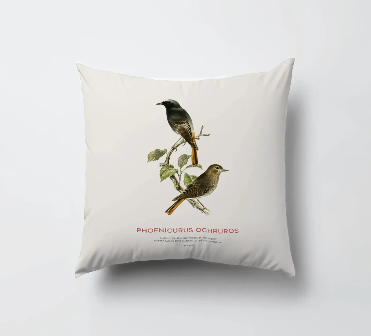 Codirosso nero o Phoenicurus ochruros cuscino da Vintagrafica
