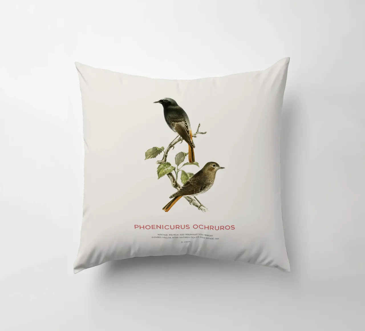 Codirosso nero o Phoenicurus ochruros cuscino da Vintagrafica