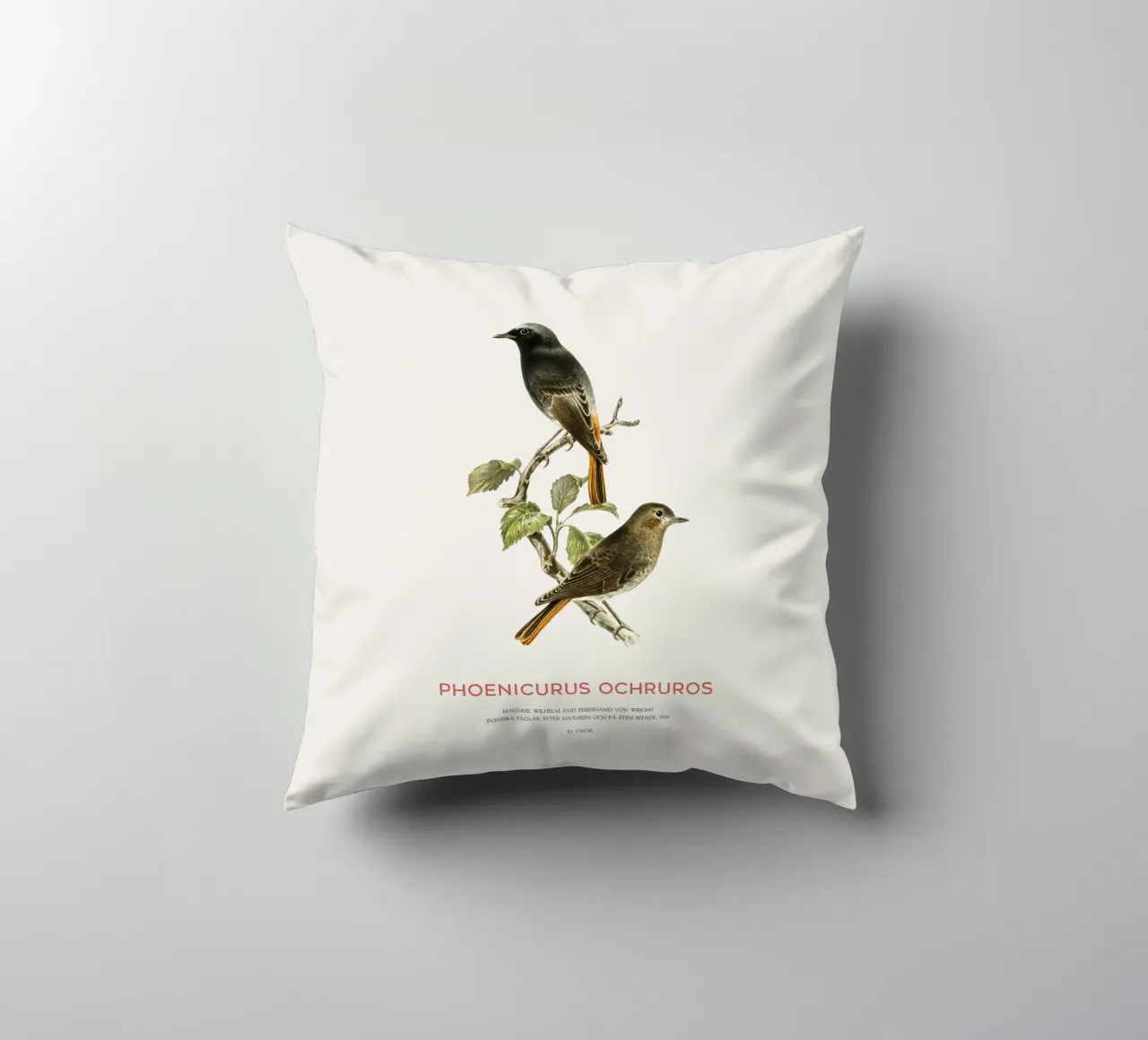 Codirosso nero o Phoenicurus ochruros cuscino da Vintagrafica