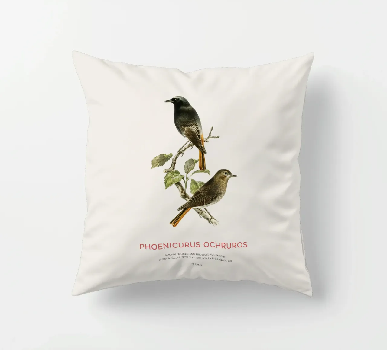 Codirosso nero o Phoenicurus ochruros cuscino da Vintagrafica