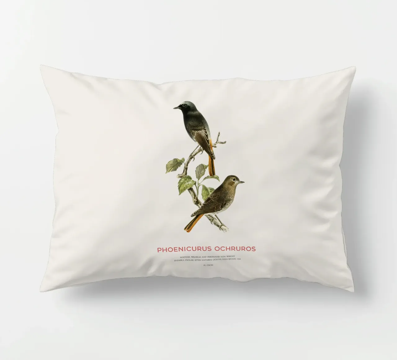 Codirosso nero o Phoenicurus ochruros cuscino da Vintagrafica