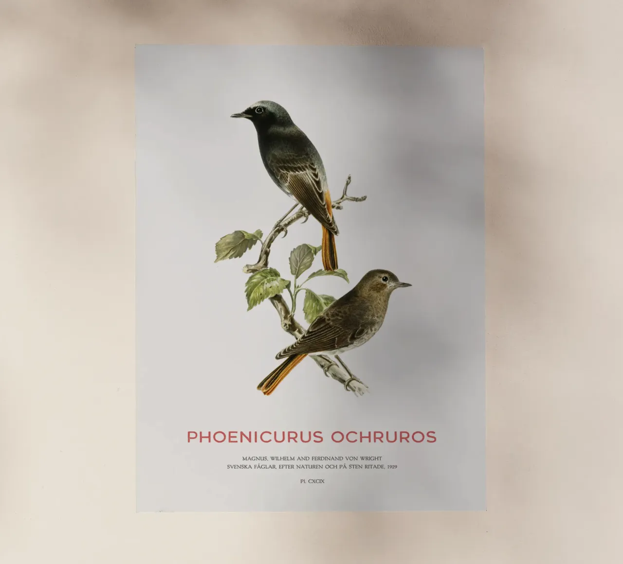 Codirosso nero o Phoenicurus ochruros pellicola backlit da Vintagrafica