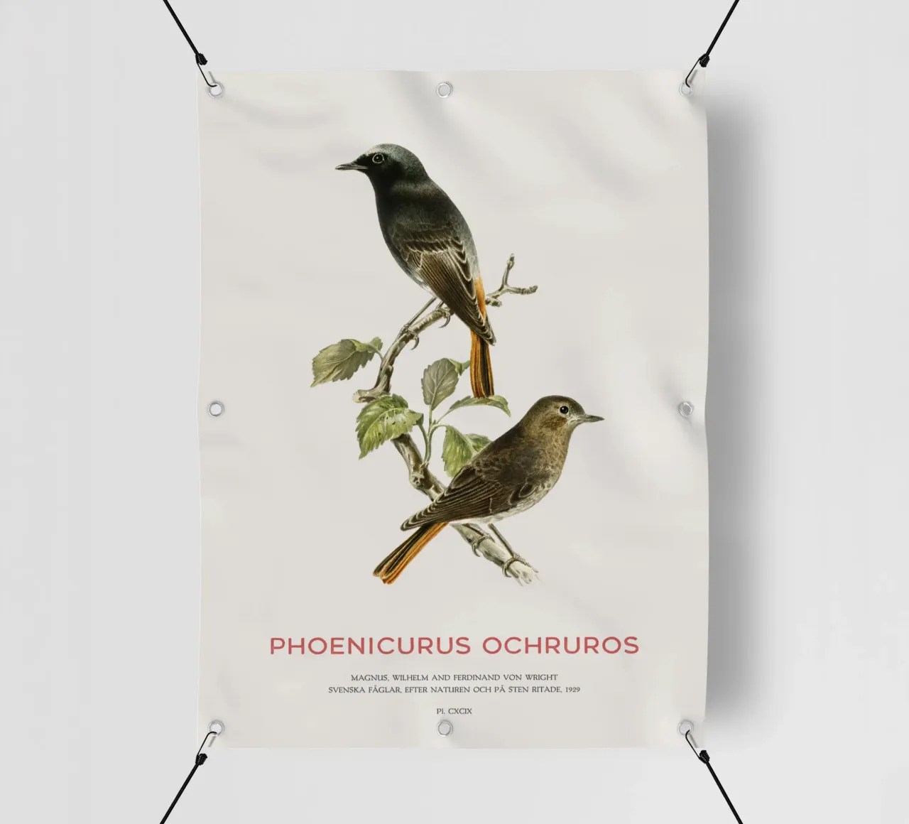Codirosso nero o Phoenicurus ochruros telo in pvc da Vintagrafica