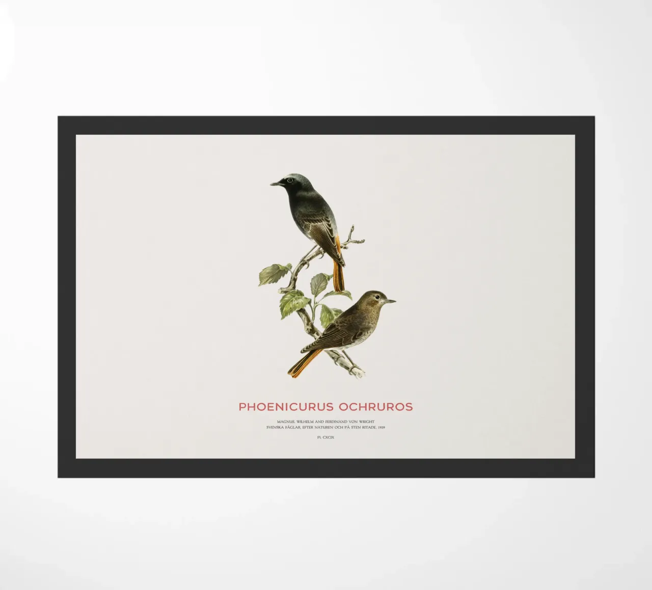 Codirosso nero o Phoenicurus ochruros zerbino da Vintagrafica