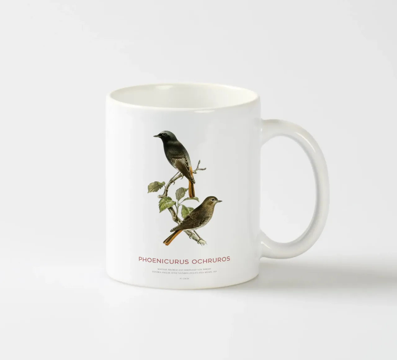Codirosso nero o Phoenicurus ochruros tazza in ceramica da Vintagrafica