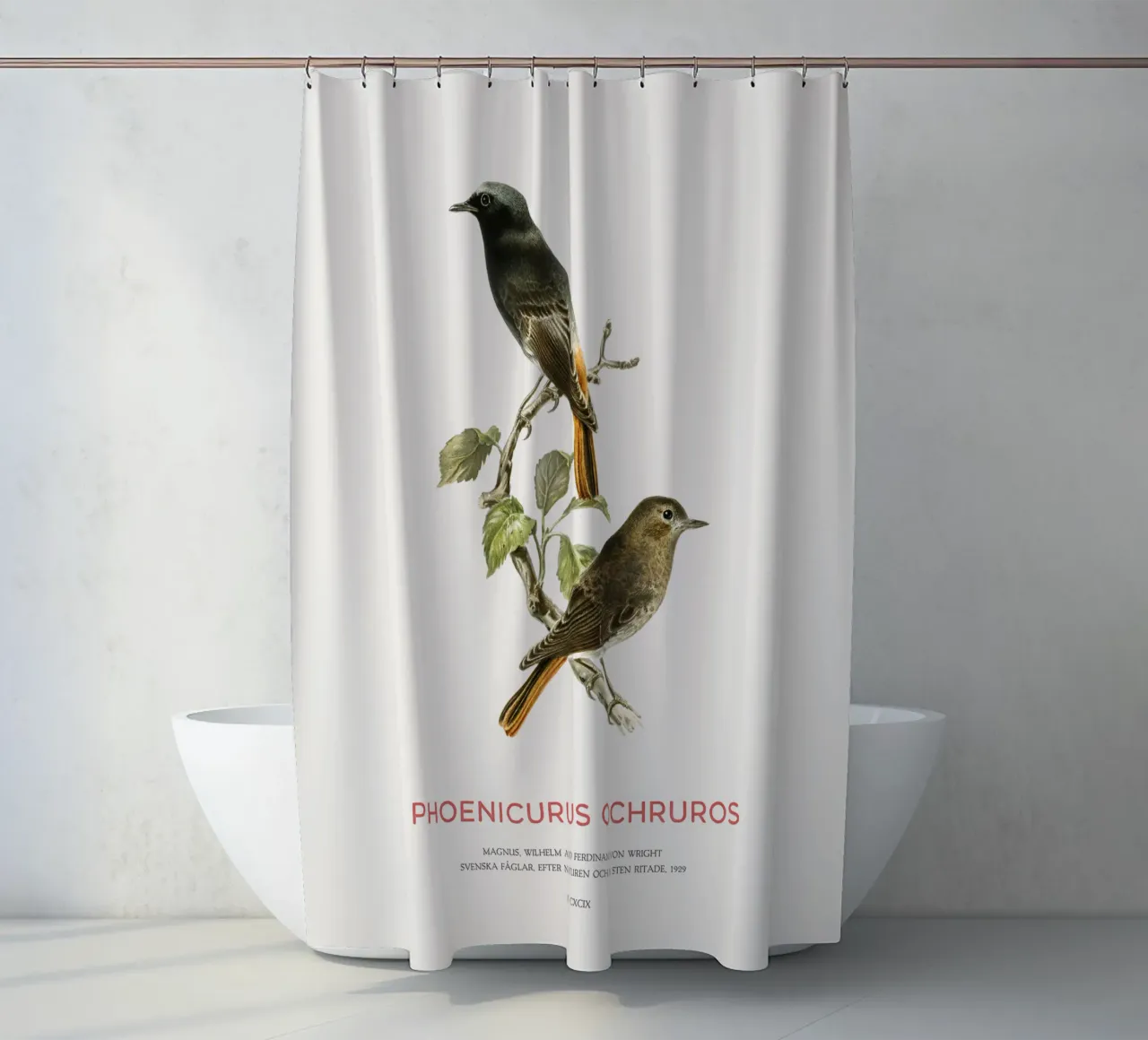 Schwarzer Gartenrotschwanz oder Phoenicurus ochruros Duschvorhang von Vintagrafica