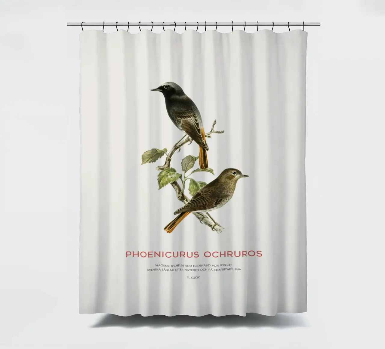 Schwarzer Gartenrotschwanz oder Phoenicurus ochruros Duschvorhang von Vintagrafica