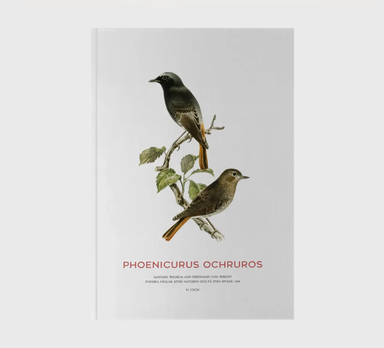 Black redstart or Phoenicurus ochruros notebook by Vintagrafica