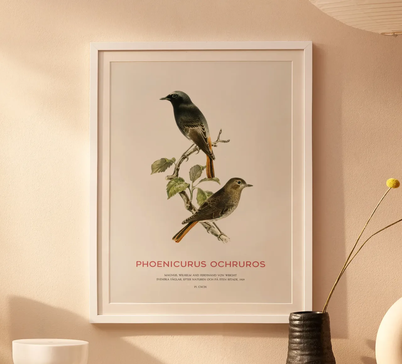 Black redstart or Phoenicurus ochruros poster by Vintagrafica