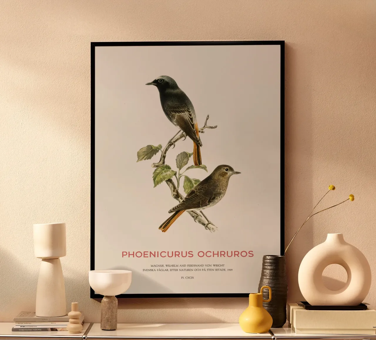 Black redstart or Phoenicurus ochruros poster by Vintagrafica