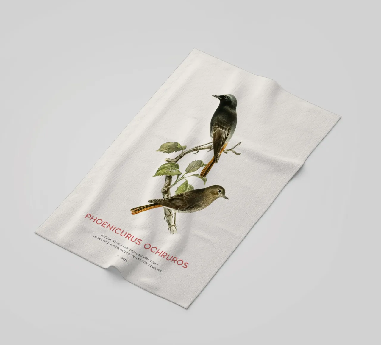 Codirosso nero o Phoenicurus ochruros telo mare da Vintagrafica