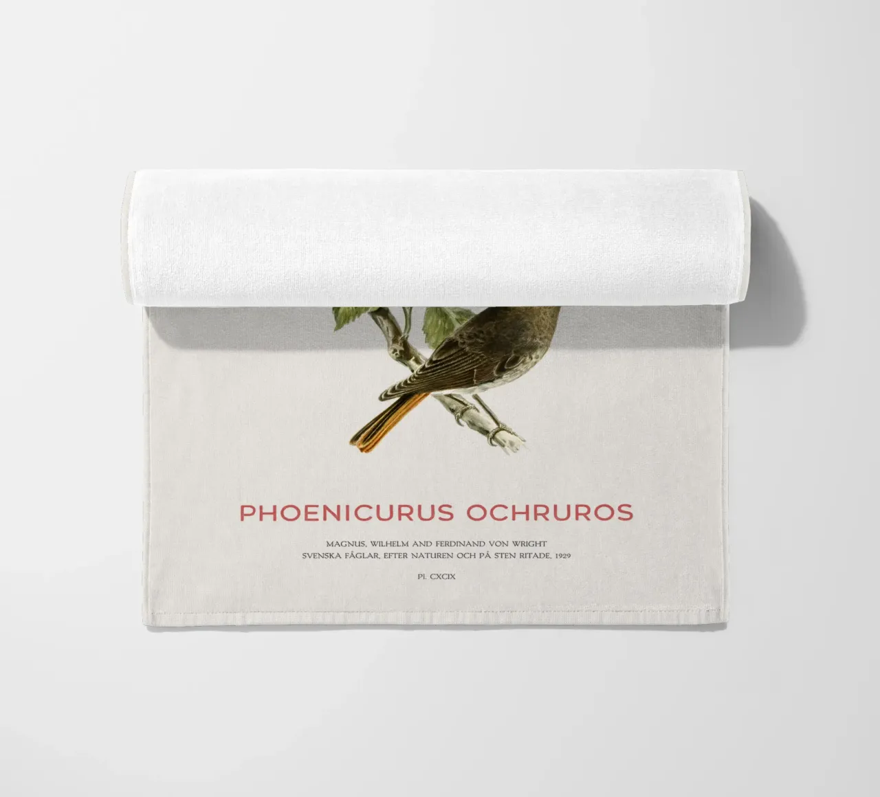 Codirosso nero o Phoenicurus ochruros telo mare da Vintagrafica