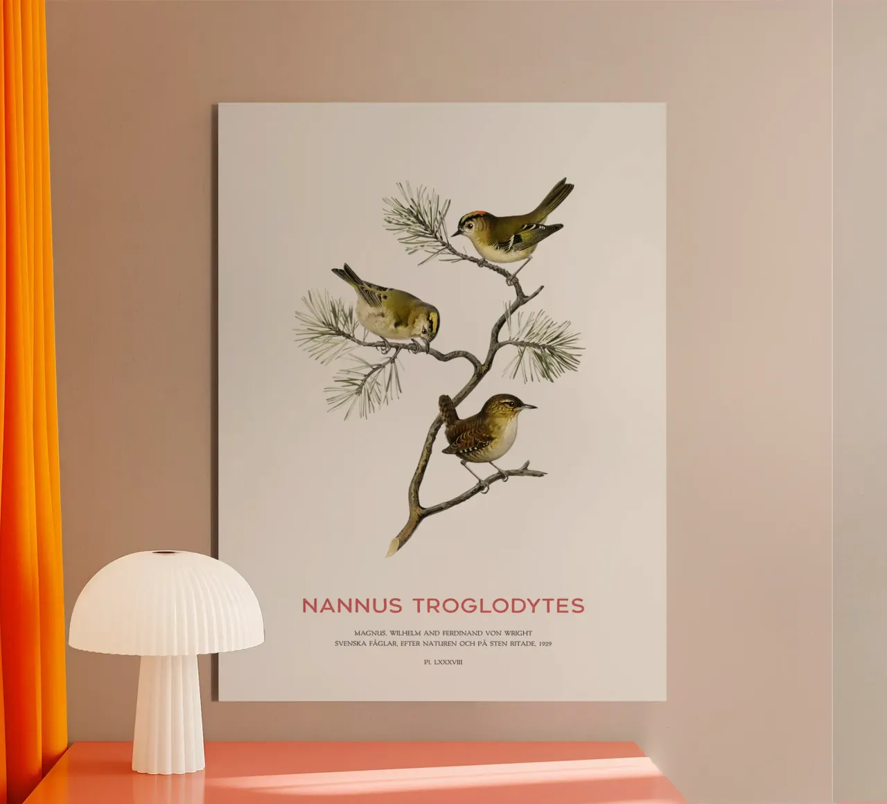 Zaunkönig oder Nannus troglodytes Alu-Dibond von Vintagrafica