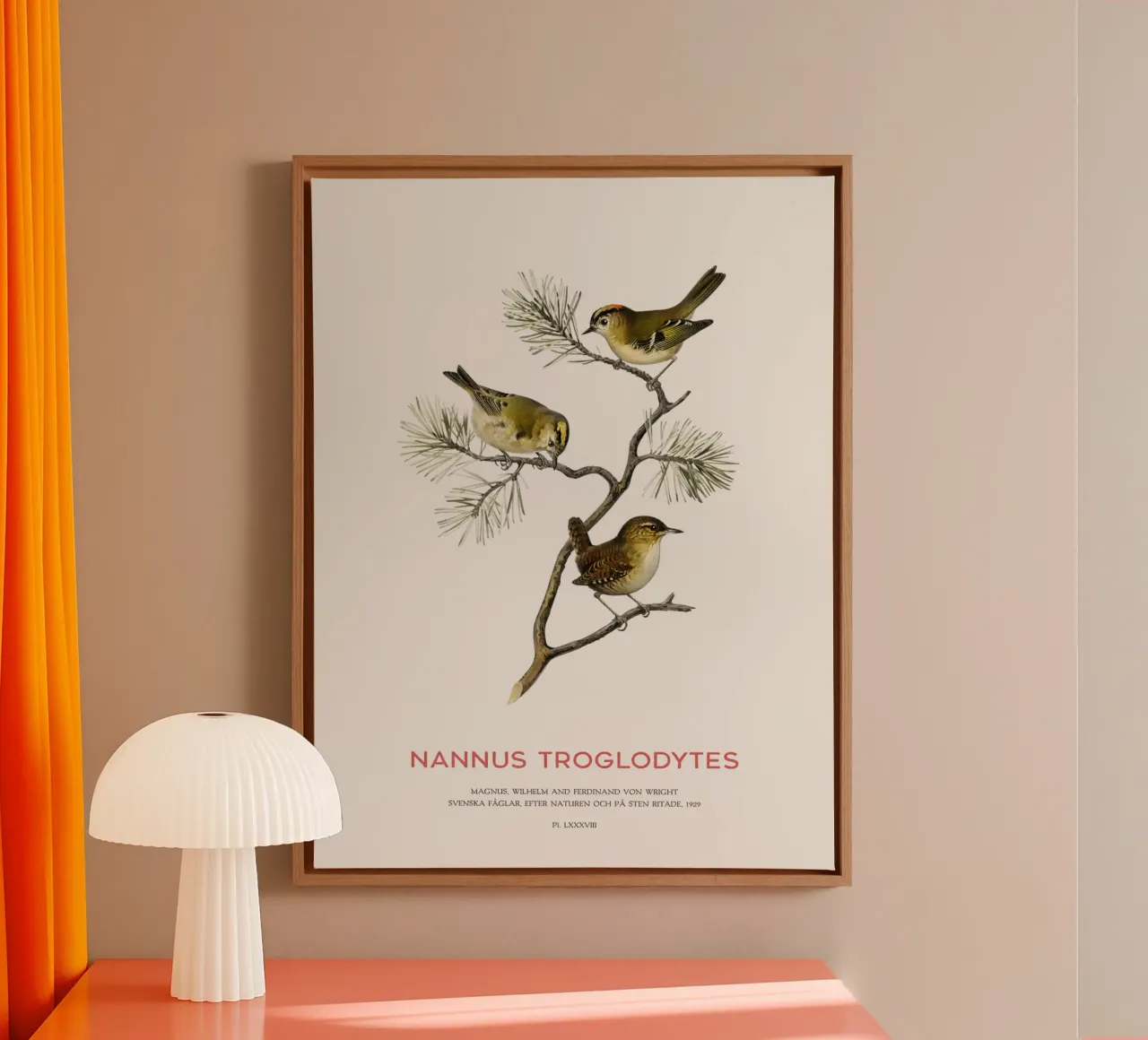 Winterkoning of Nannus troglodytes canvas van Vintagrafica
